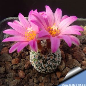Turbinicarpus pseudomacrochele v. lausseri MH490 Mesa de Leon, Queretaro, Mexico (T. krainzianus v. lausseri)