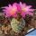 Turbinicarpus pseudomacrochele ssp. lausseri MH490 Mesa de Leon, Queretaro, Mexico (T. krainzianus v. lausseri)