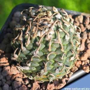 Turbinicarpus schmiedickeanus ssp. sanchez-mejoradae (retusus) VM721 Lazaro Cardenas, Nuevo Leon,  Mexico.
