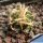 Pediocactus peeblesianus Holbrook, Golfplatz, Arizona, USA  (Navajoa peeblesiana)