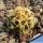 Pediocactus peeblesianus Holbrook, Golfplatz, Arizona, USA (Navajoa peeblesiana)