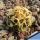 Pediocactus peeblesianus Holbrook, Golfplatz, Arizona, USA  (Navajoa peeblesiana)