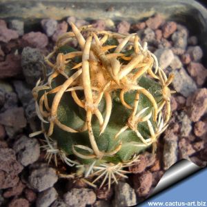 Pediocactus peeblesianus Holbrook, Golfplatz, Arizona, USA  (Navajoa peeblesiana)