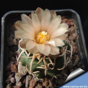 Pediocactus peeblesianus Holbrook, Golfplatz, Arizona, USA (Navajoa peeblesiana)