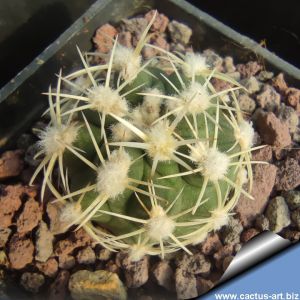 Sclerocactus mesae-verdae SN1126 Ute Indian Reservation, Colorado, USA