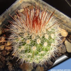 Mammillaria centraliplumosa REP769 Los Sabinos, Mexico, Mexico, Altitude 1700m