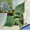 Agave temacapulinensis