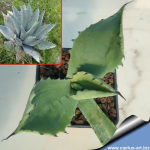 Agave temacapulinensis