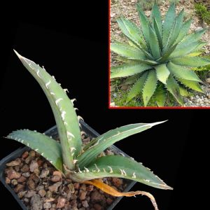 Agave xylonacantha 'Blue'