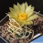 Pediocactus peeblesianus ssp. fickeisenii 'maia' SB469 Gray Mt, Arizona, USA (Navajoa peeblesiana f. maia)
