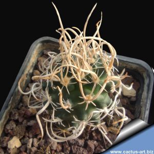 Pediocactus peeblesianus ssp. fickeisenii 'maia' SB469 Gray Mt, Arizona, USA (Navajoa peeblesiana f. maia)