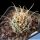 Pediocactus peeblesianus ssp. fickeisenii 'maia' SB469 Gray Mt, Arizona, USA (Navajoa peeblesiana f. maia)