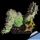 Huernia hystrix f. cristata