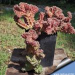 Huernia hystrix f. cristata