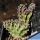 Huernia hystrix f. cristata