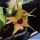 Huernia hystrix f. cristata
