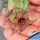 Huernia hystrix f. cristata