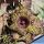 Huernia hystrix f. cristata
