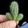 Hoodia gordonii