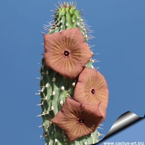 Hoodia gordonii 