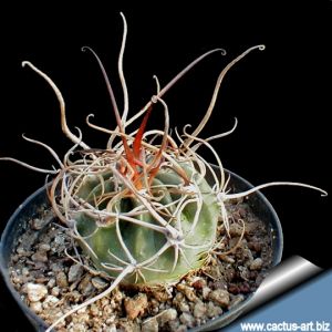 Lobivia ferox cv. TWIST