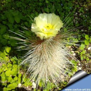 Opuntia erinacea v. ursinaYucca Valley, California, USA (Grizzly Bear Prickly Pear)