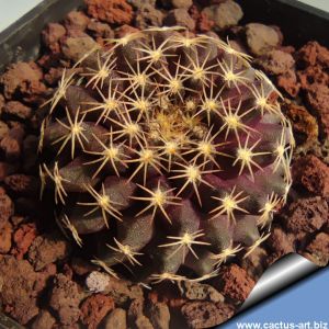 Copiapoa tenuissima FK779 El Cobre, 02 Antofagasta, Chile, 610 m