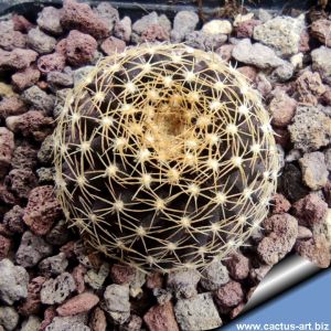 Copiapoa tenuissima FK779 El Cobre, 02 Antofagasta, Chile, 610 m