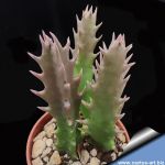 Caralluma sublutea
