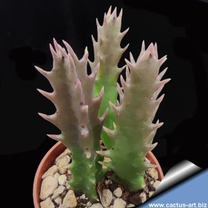 Caralluma sublutea