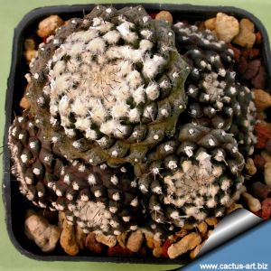 Copiapoa tenuissima forma mostruosa (clone B)