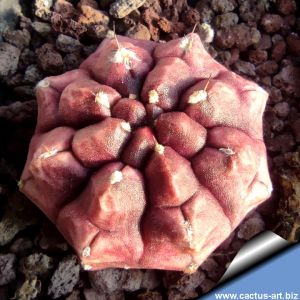 Gymnocalycium cv. DAY DREAM