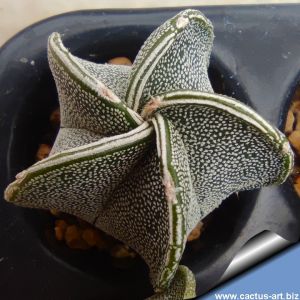 Astrophytum myriostigma cv. HAKU-JO