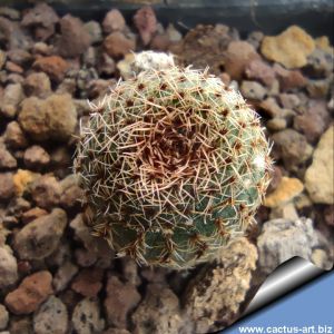 Frailea phaeodisca PP
