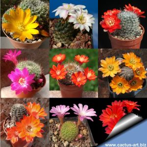 Rebutia sp. (mixed forms)