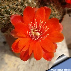 Rebutia brunescens L384 Tarabuco, Yamparaez, Chuquisaca, Bolivia, 2800-2900m