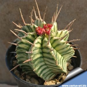 Euphorbia meloformis f. variegata (white strip type)