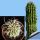 Euphorbia columnaris (OWN ROOTS)