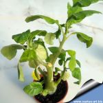 Dorstenia carnulosa (Dorstenia hildebrandtii)