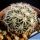 Coryphantha echinus Cuatro Cienegas, Coahuila, Mexico