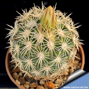 Coryphantha echinus Cuatro Cienegas, Coahuila, Mexico
