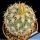 Coryphantha echinus Cuatro Cienegas, Coahuila, Mexico