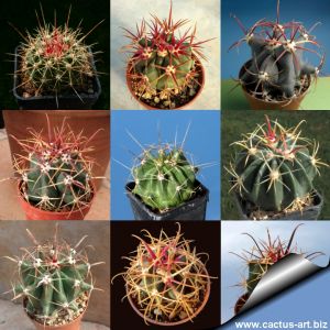 Ferocactus sp. (mixed form)