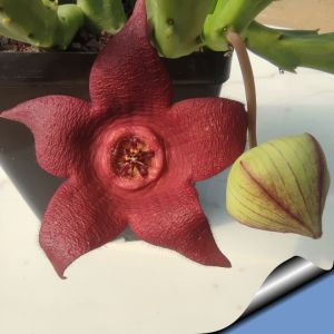 Stapelia comparabilis (× Tromostapelia mutabilis)