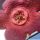 Stapelia comparabilis (× Tromostapelia mutabilis)
