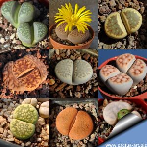 Lithops sp. (mixed forms)