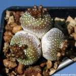 Blossfeldia liliputana v. fechseri