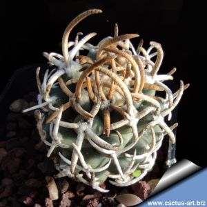 Pediocactus peeblesianus ssp. fickeiseni f. menzelii RP116 SW Grand Canyon, Coconino, AZ, USA m1615. Navajoa menzelii