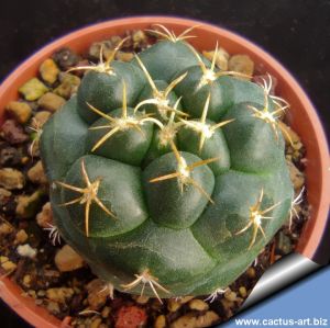 Coryphantha elephantidens pink/red flower