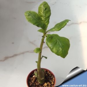 Dorstenia contrajerva